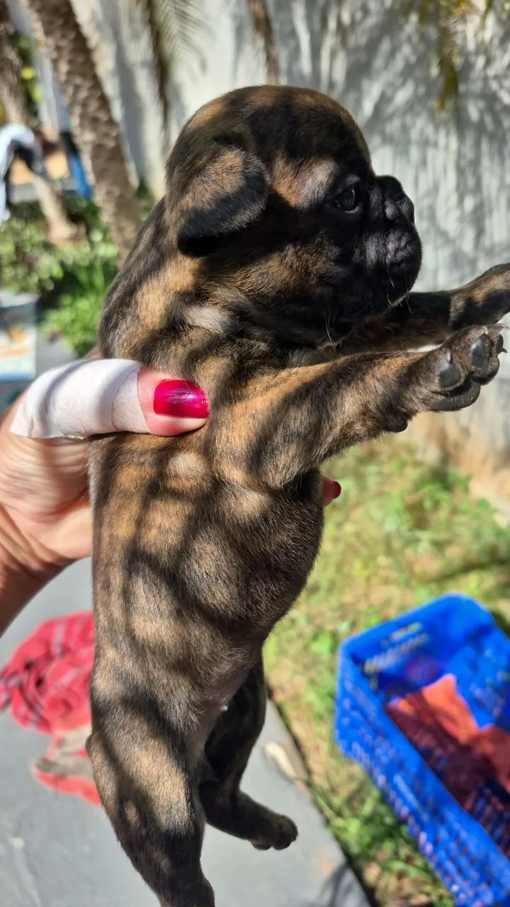 Filhote Bulldog Francês