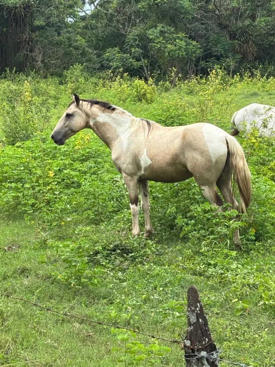Cavalo Pampa  - Foto 2