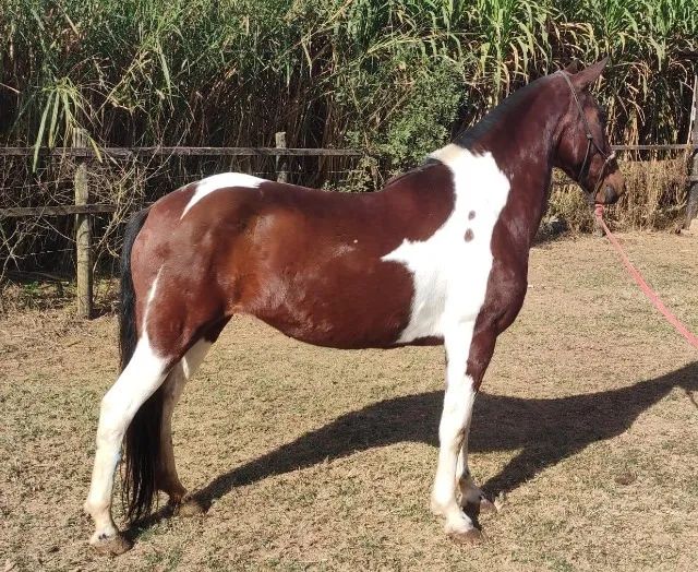 Égua MARCHA PICADA  - Foto 3