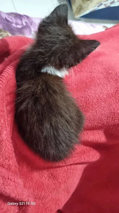 Gatinho preto e branco pra doação responsável - Foto 6