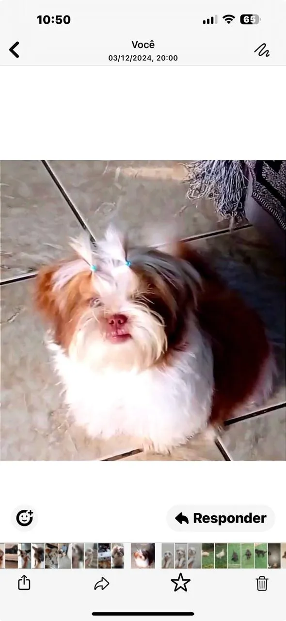 Shih Tzu: Pequeno, Fofo e com Saúde Garantida