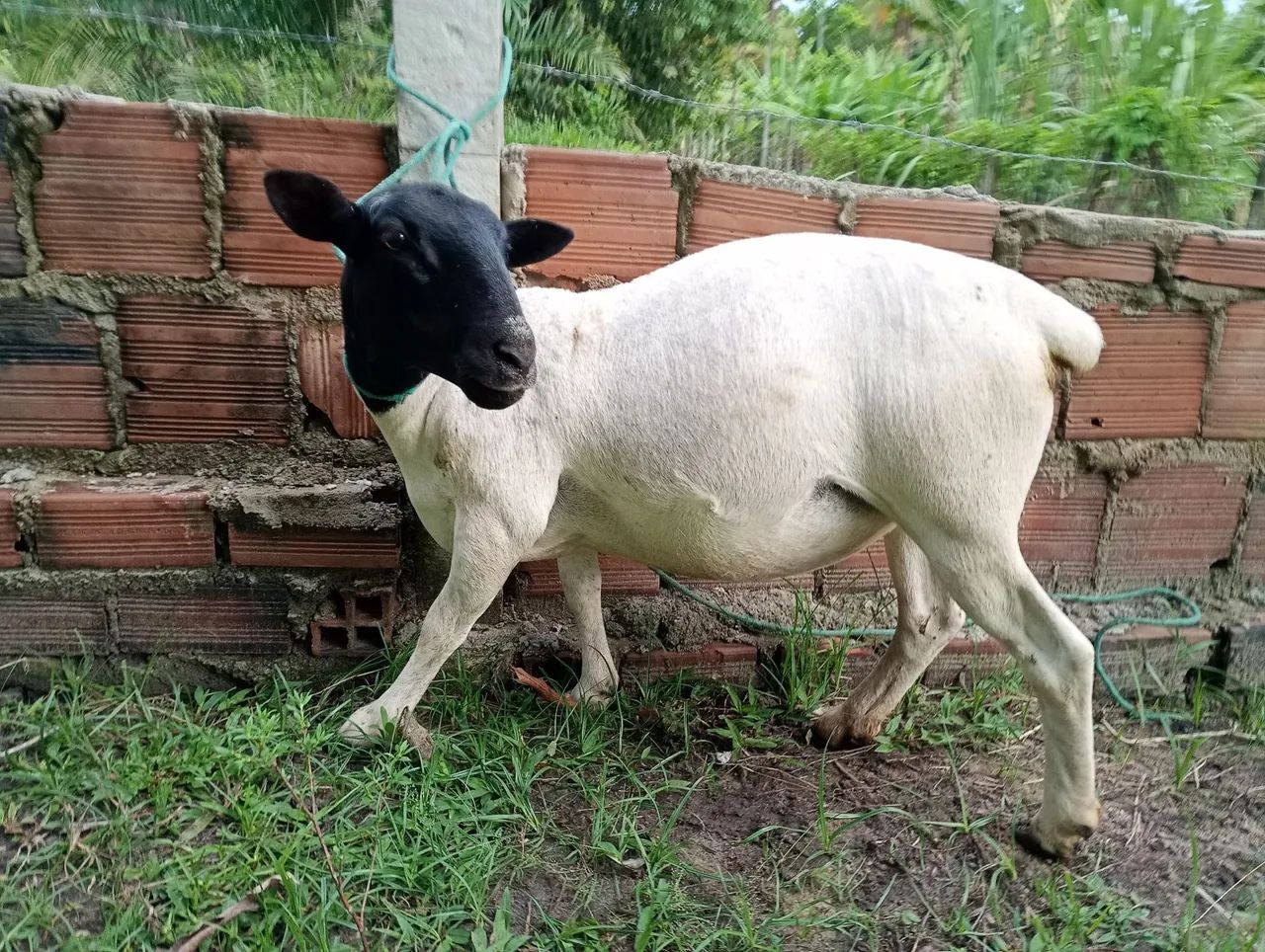 3 Ovelhas Dorper PO Prenhas - Foto 2