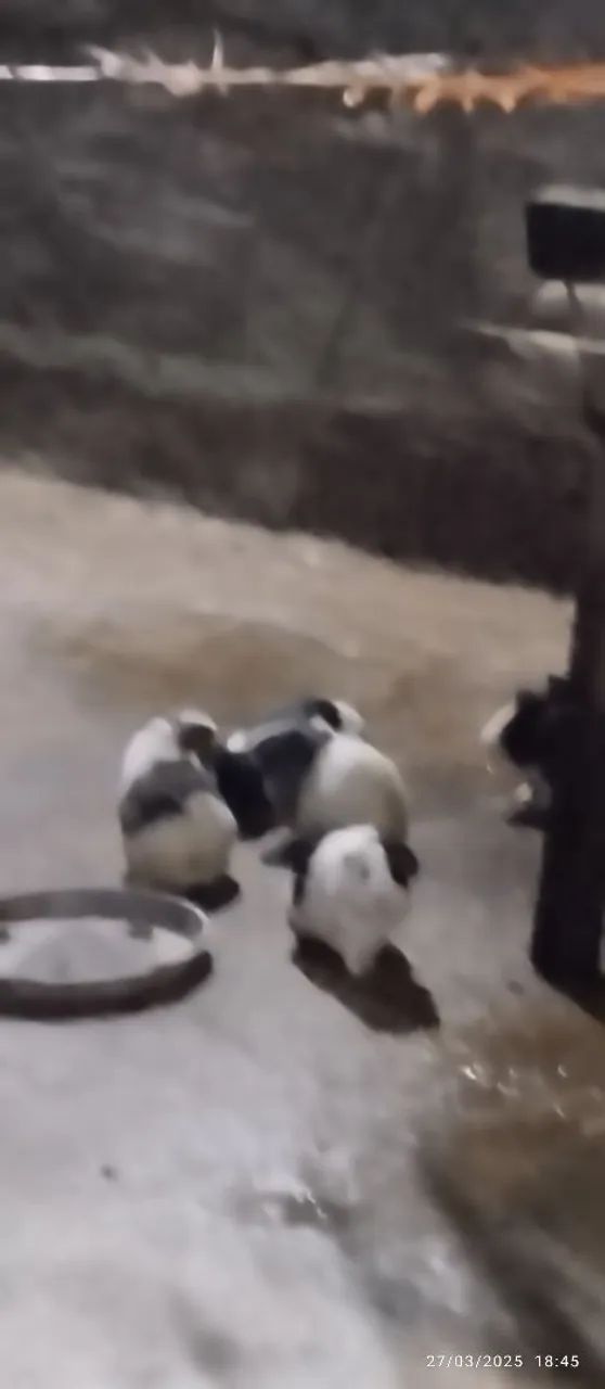 Porquinho da india - Foto 3