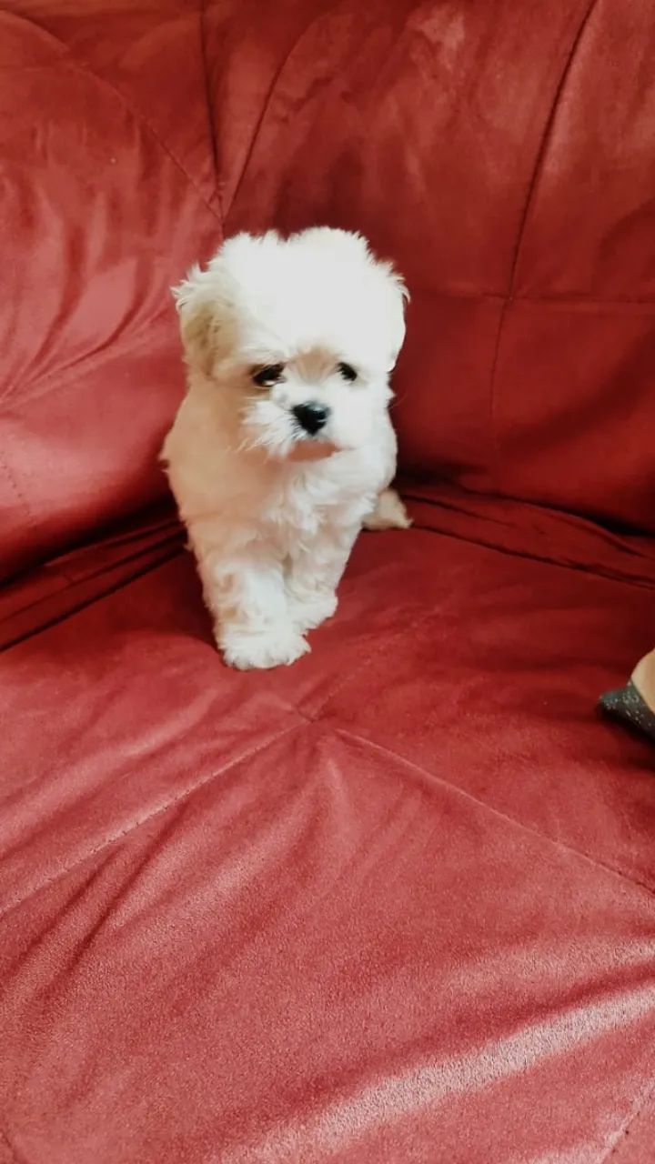 Maltes brancSeu novo companheiro com toda segurança contrato detalhado, garantia, pedigre