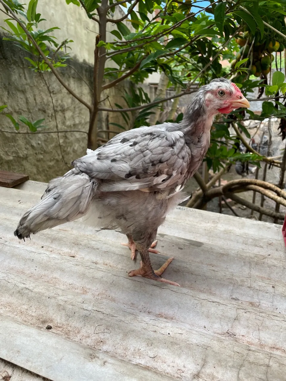 Pintos de galinhas sertaneja balão