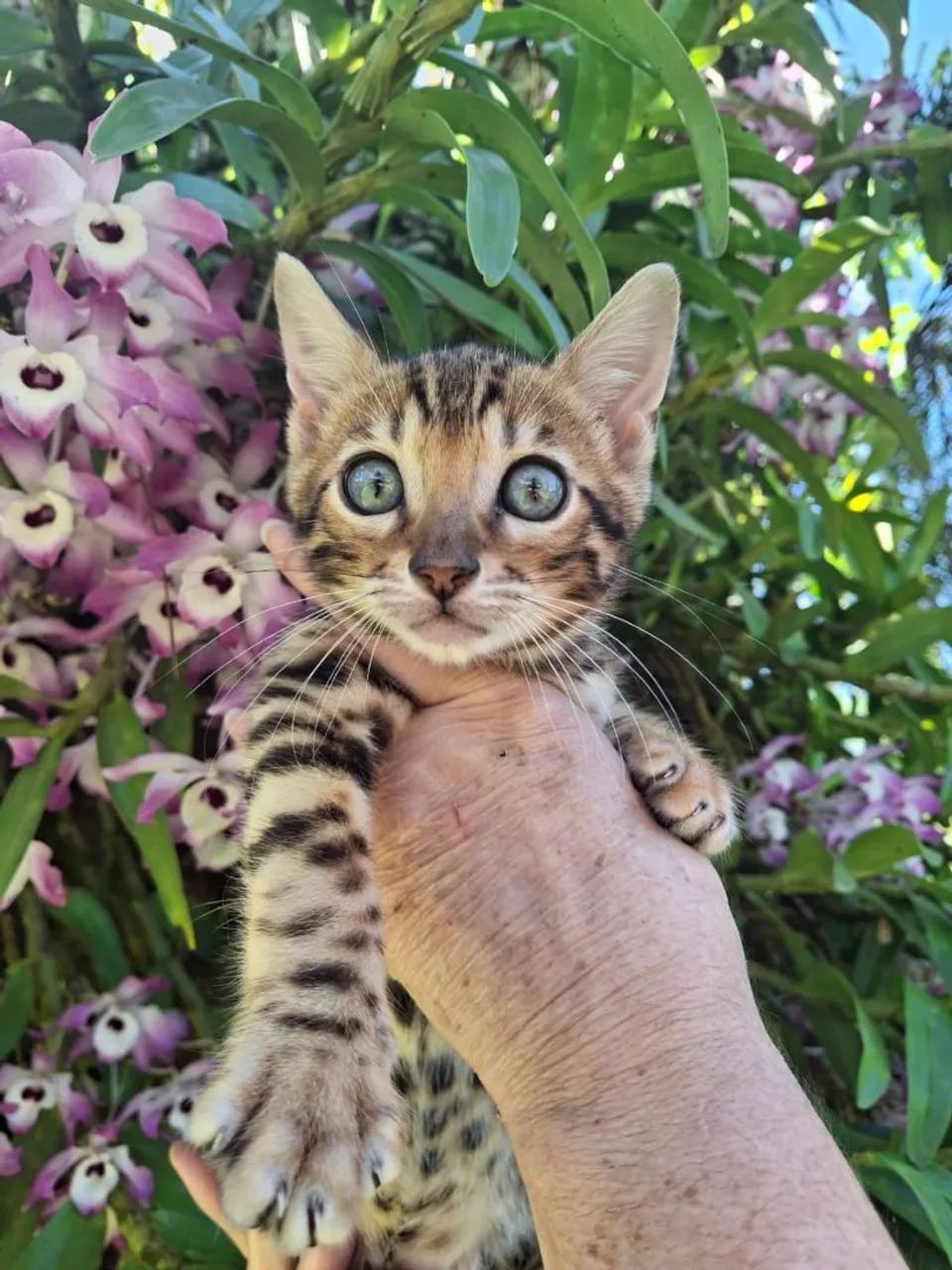 Bengal Available 64166870643970124
