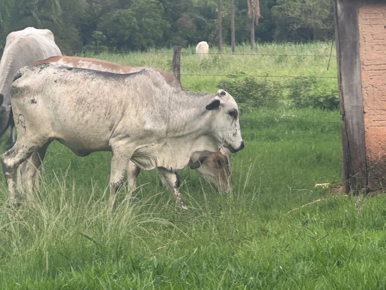Novilha Nelore pintado  - Foto 4