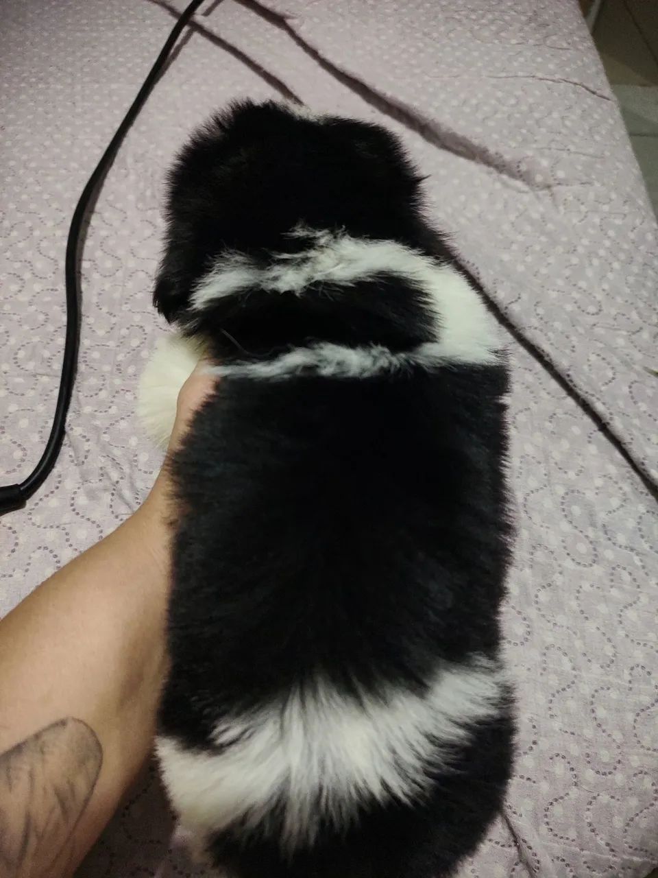 Shih Tzu macho - Foto 2