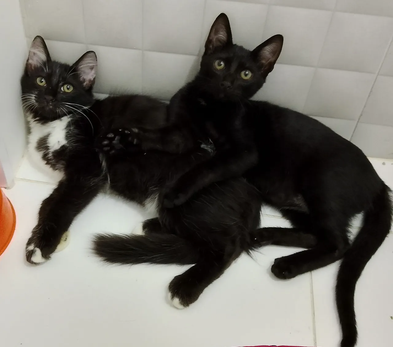 Gatinhos adoráveis para adoção!