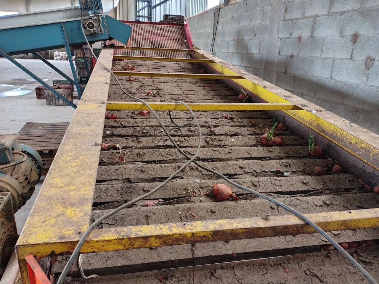 ESTALADORA PARA BENEFICIAMENTO DE CEBOLA 