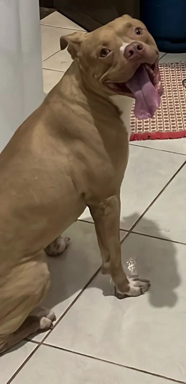 A Procura de uma Namorada  - Foto 2