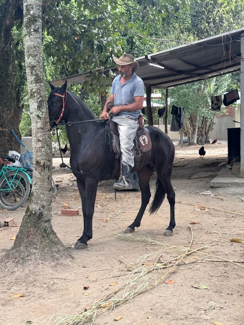 Cavalo MangaLarga - Foto 2