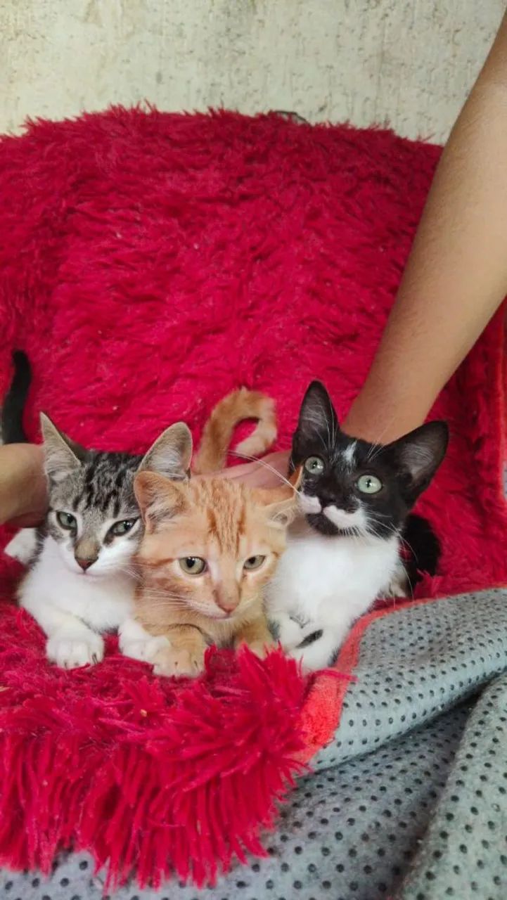 Doação de gatos - Foto 4