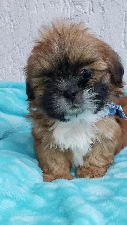Lhasa Apso Pequeno Fêmea Linda e Carinhosa