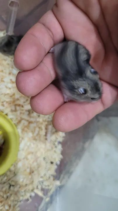 Hamster Anão russo filhotes  - Foto 4
