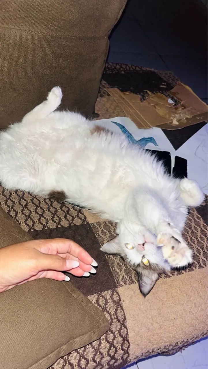 Gatinho fofo para adoção! - Foto 2