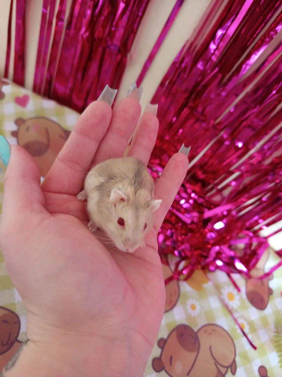 Hamster anão russo filhote  - Foto 4