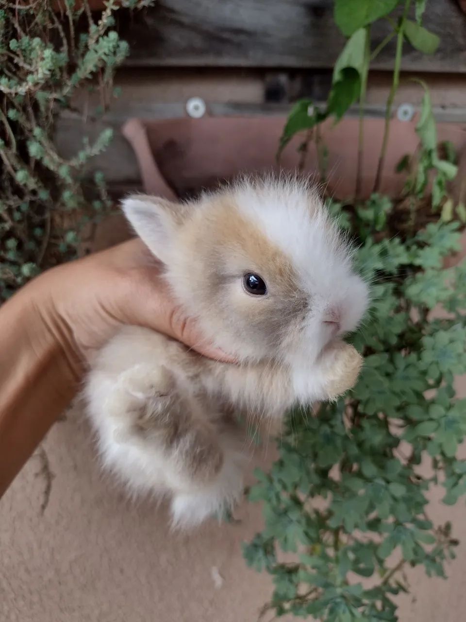 Ninhada mini Lion (reservas)