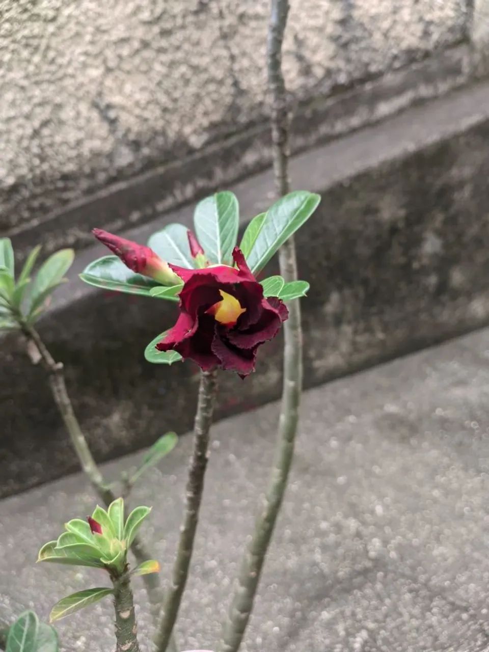 Rosa do deserto vermelha 