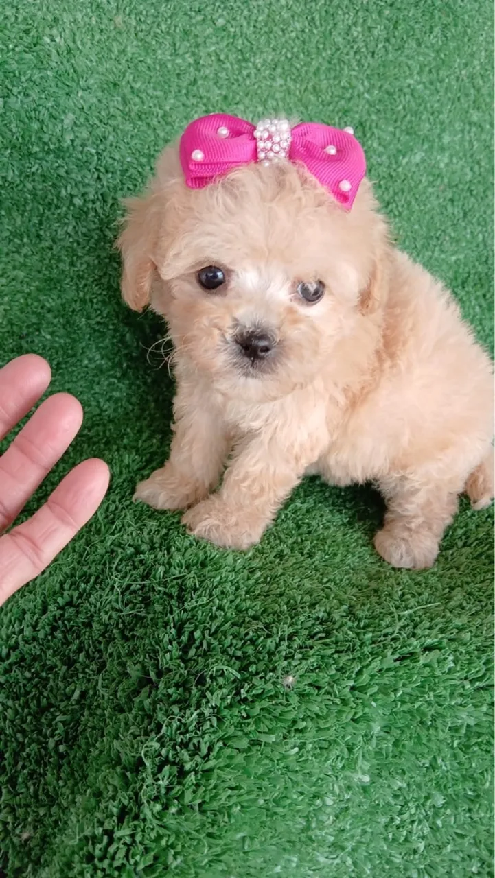 Filhote de Poodle Toy com Laço Rosa fêmea linda disponível