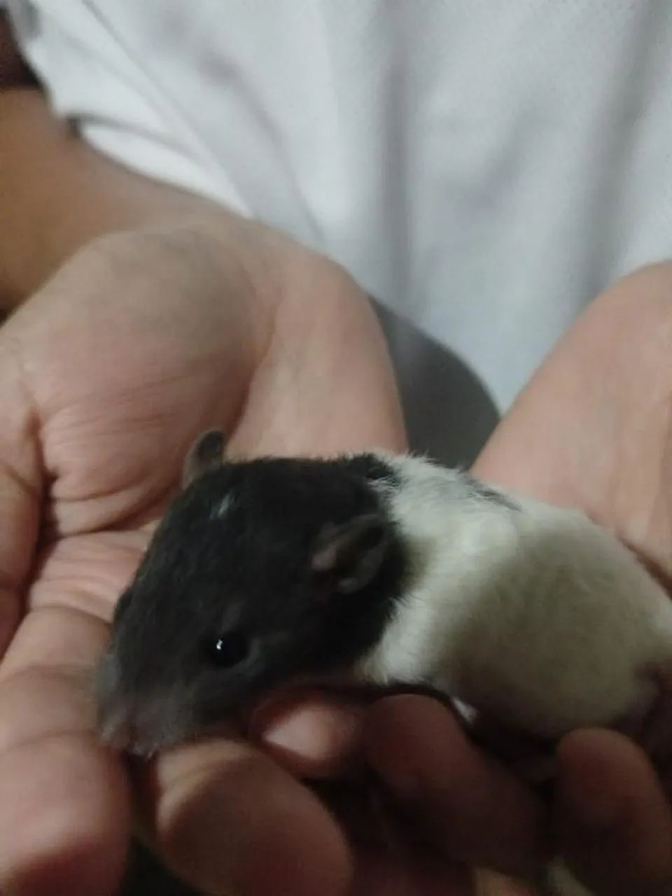 Filhotes de Rato Twister - Super Mansos e Saudáveis