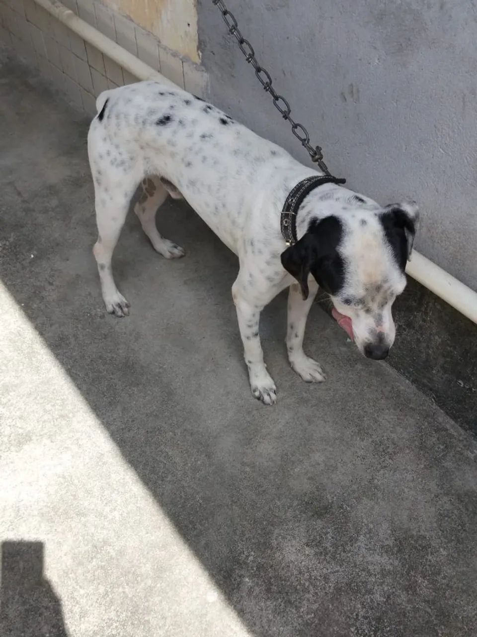 Cachorro para doação. - Foto 5