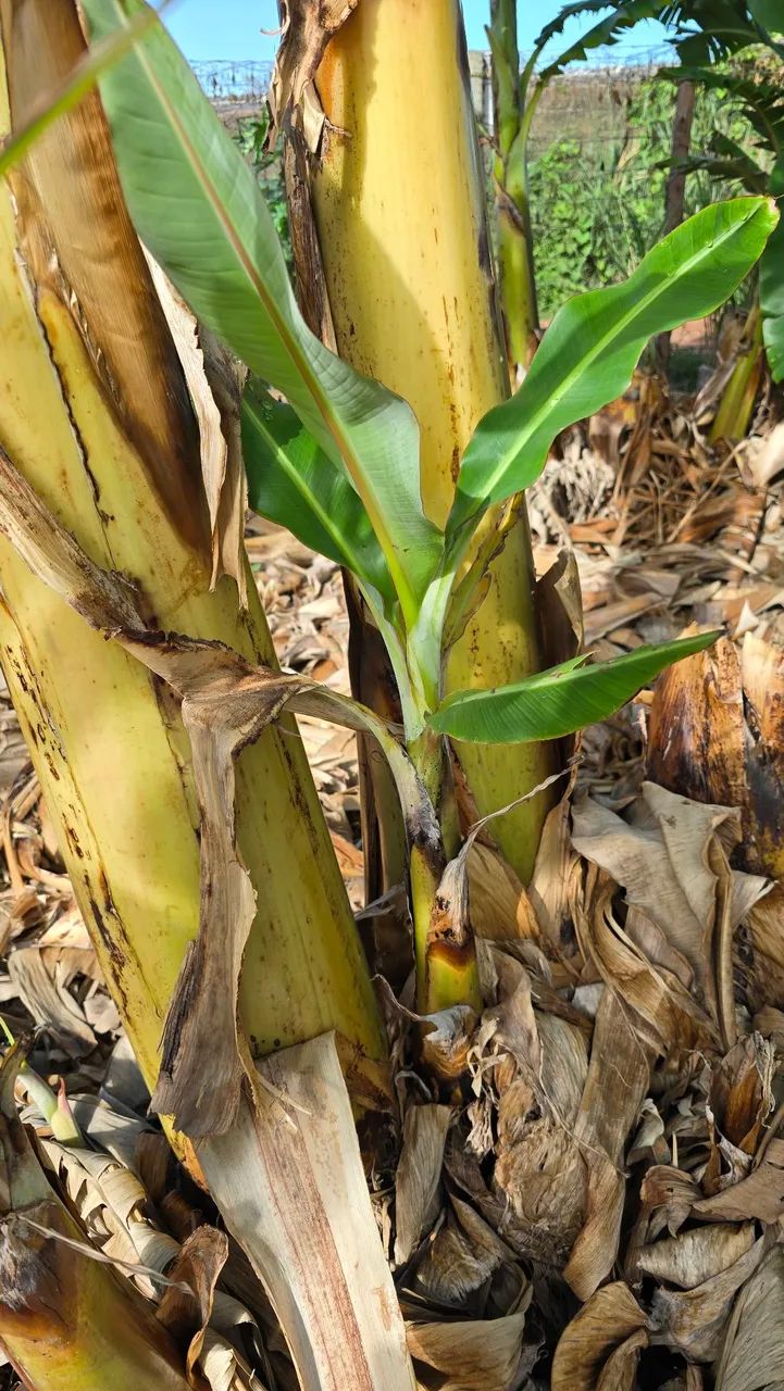 Muda de Banana - Foto 3