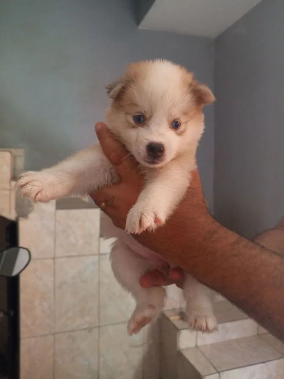 Filhotes ( R$ 800 ) - Foto 2