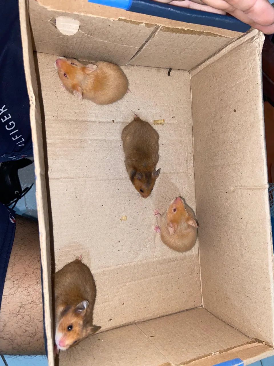 Hamster ( 1 mes de vida )