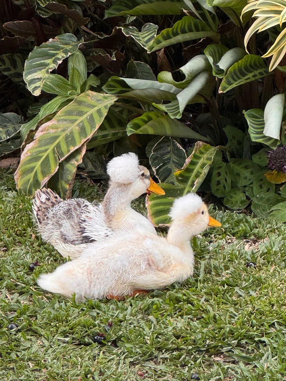 Marreco de Pompom  - Foto 5