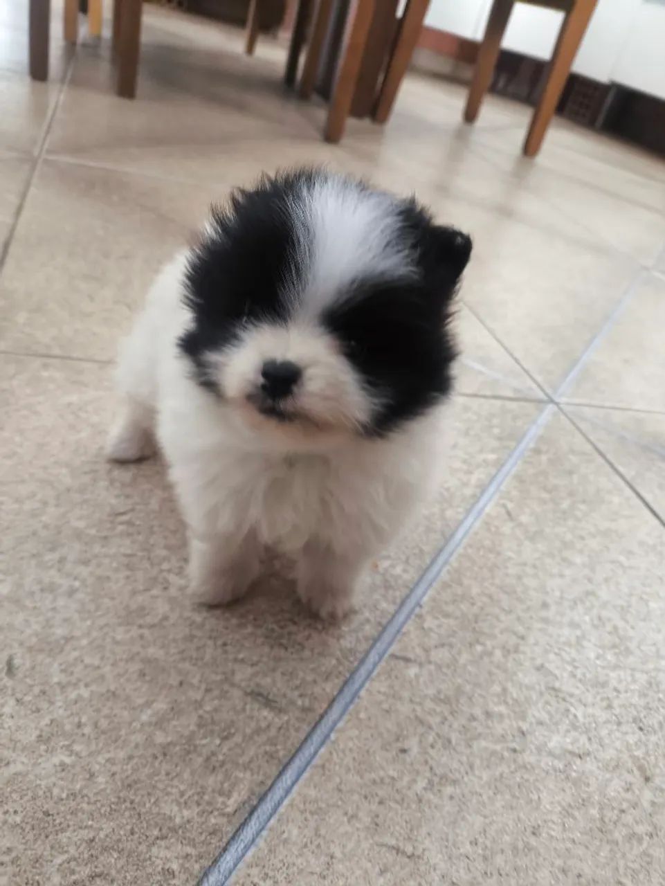 Spitz Alemão Macho - Foto 3