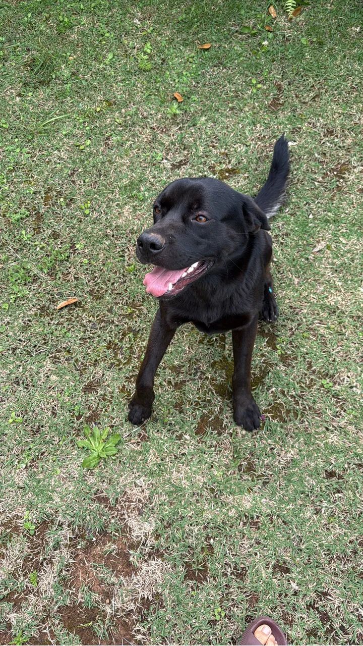 Doação Labrador macho 1 ano e meio