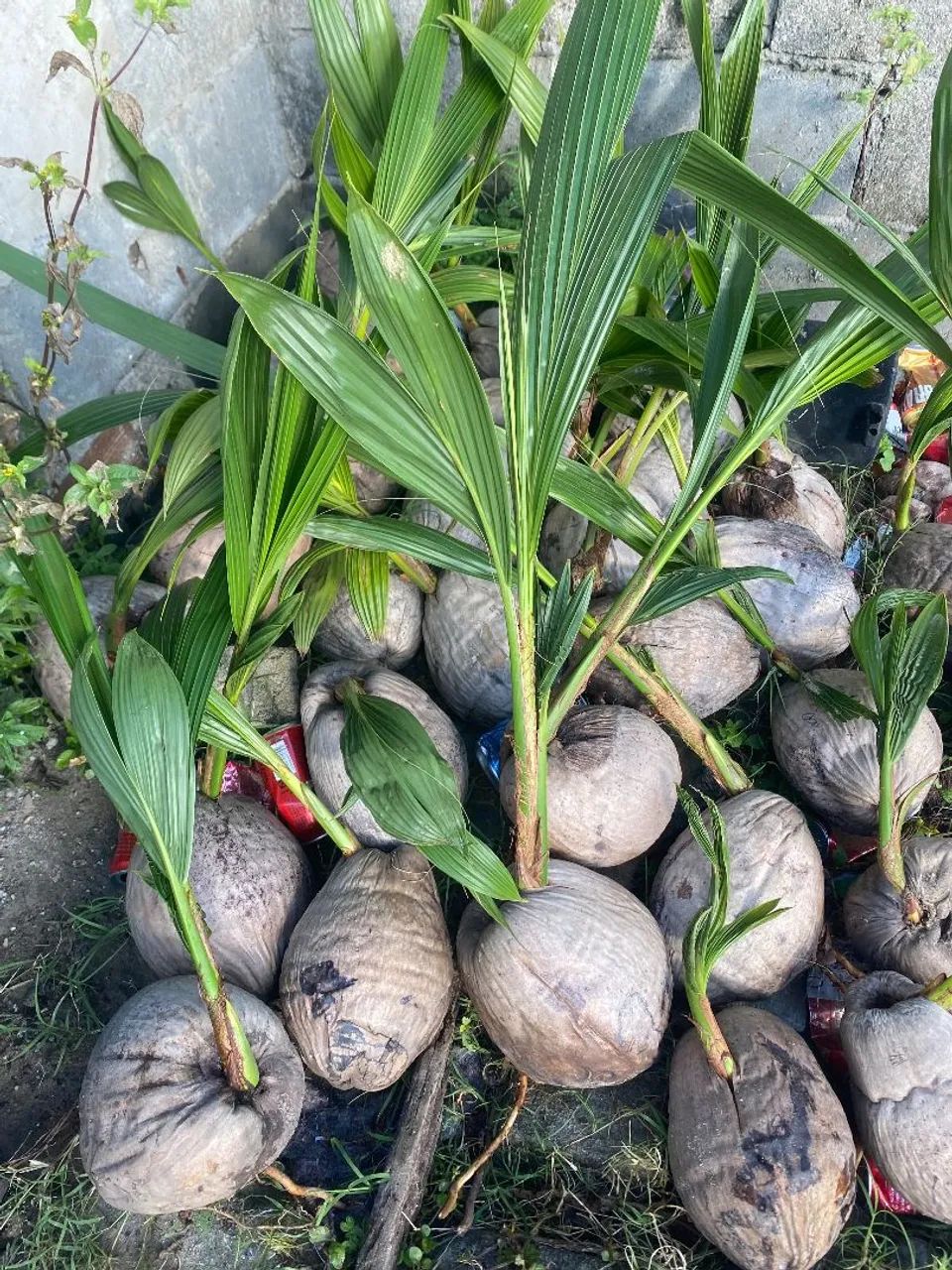 Vende-se muda de coco anão em grande quantidade