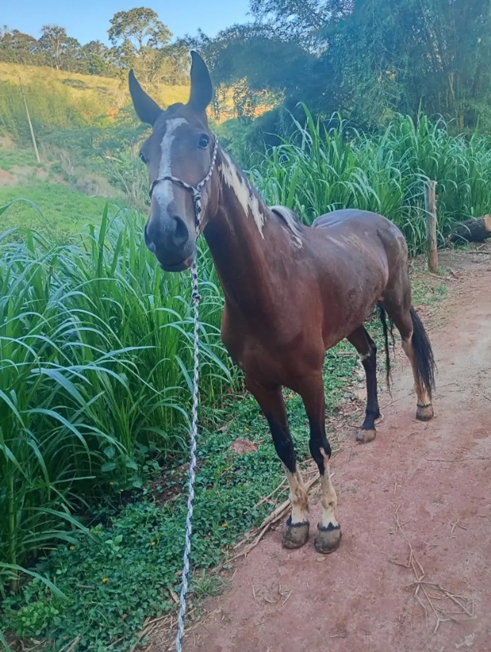 Égua  - Foto 3