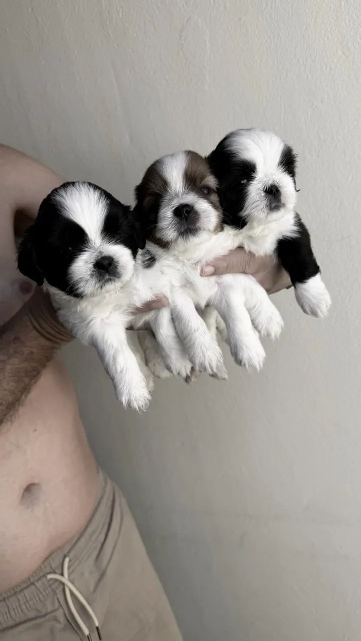 Shih Tzu