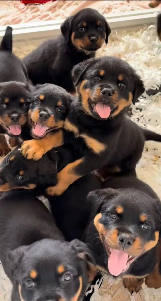 Filhote de rottweiler  - Foto 4