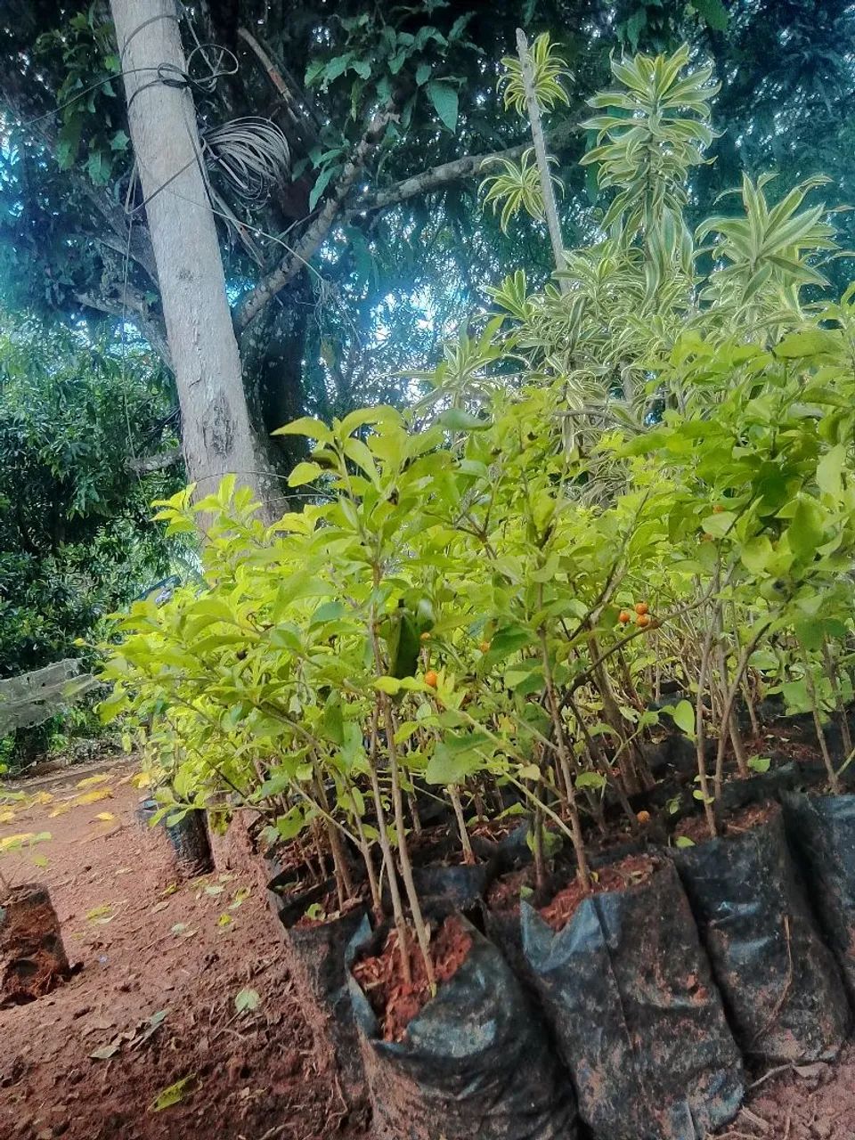 Pingo de ouro - Foto 2