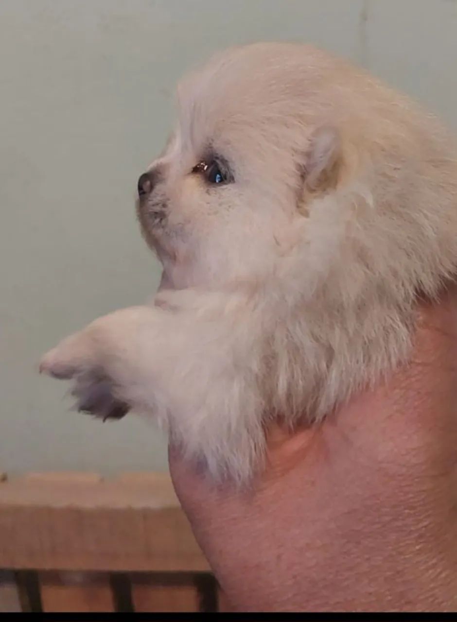Spitz alemão  - Foto 2