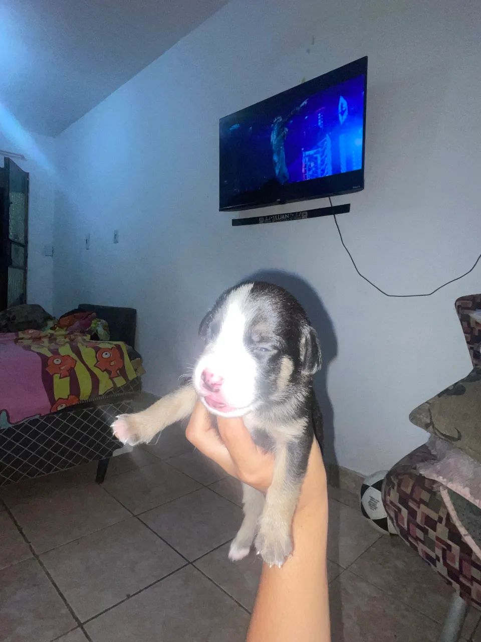 Cachorros - Foto 3