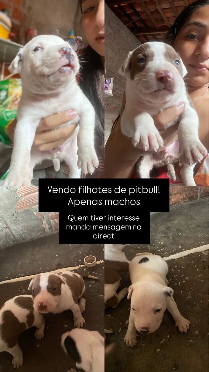 Vendo filhotes de pitbull 