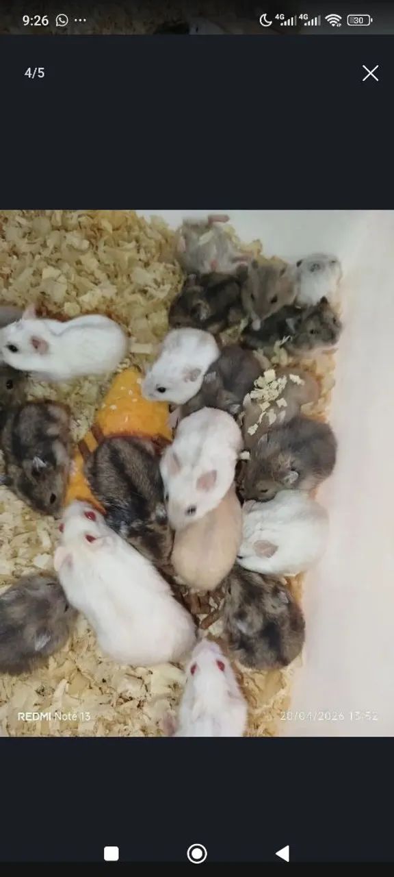 Hamster anão russo revenda  - Foto 5