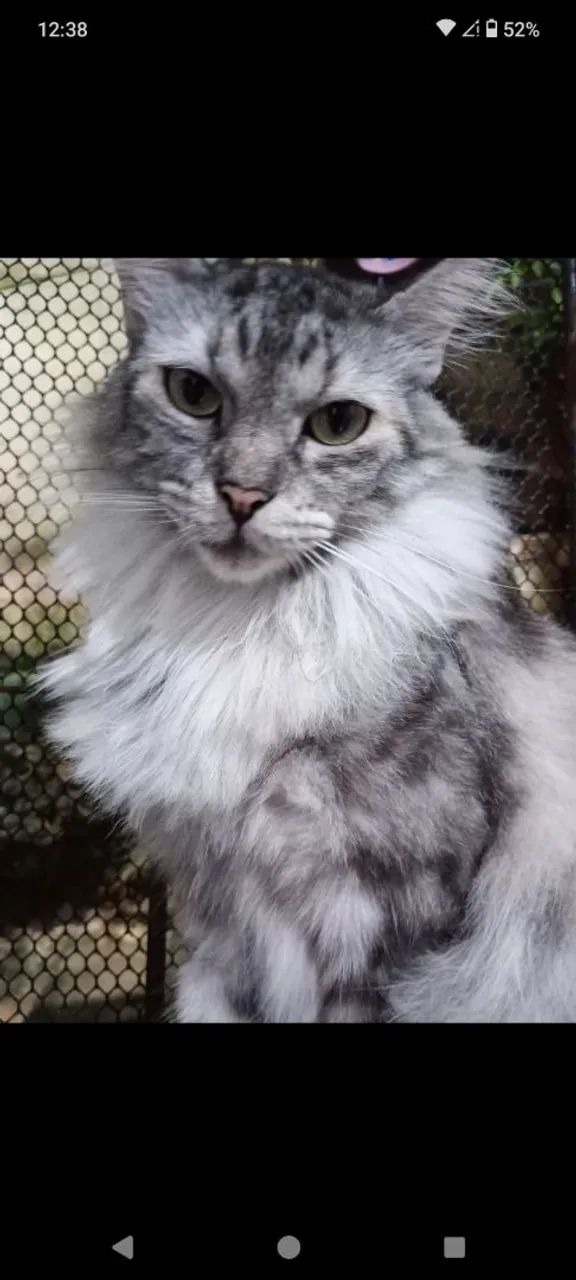 GATA FÊMEA CASTRADA - RACIADA