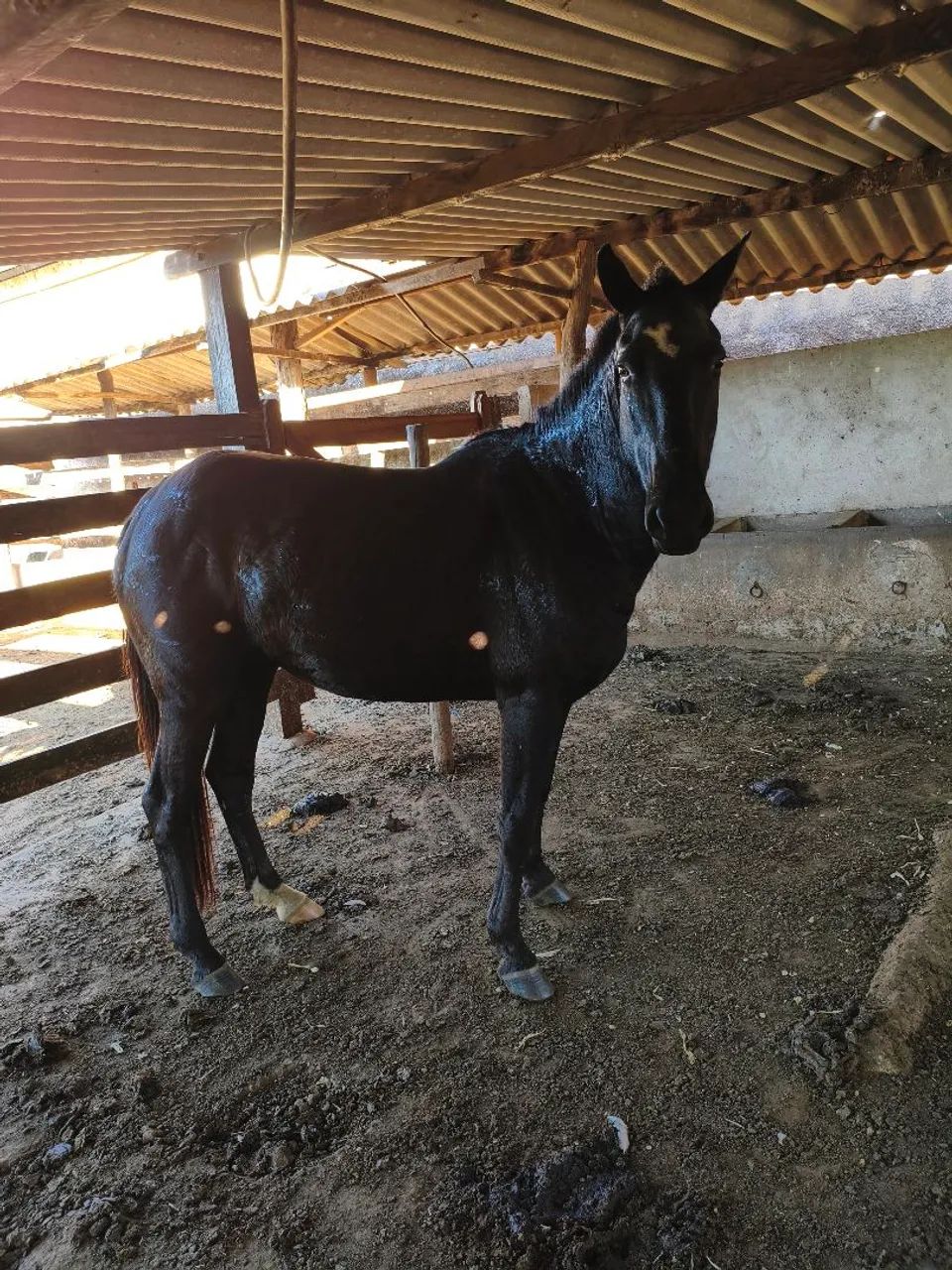 Égua  - Foto 2