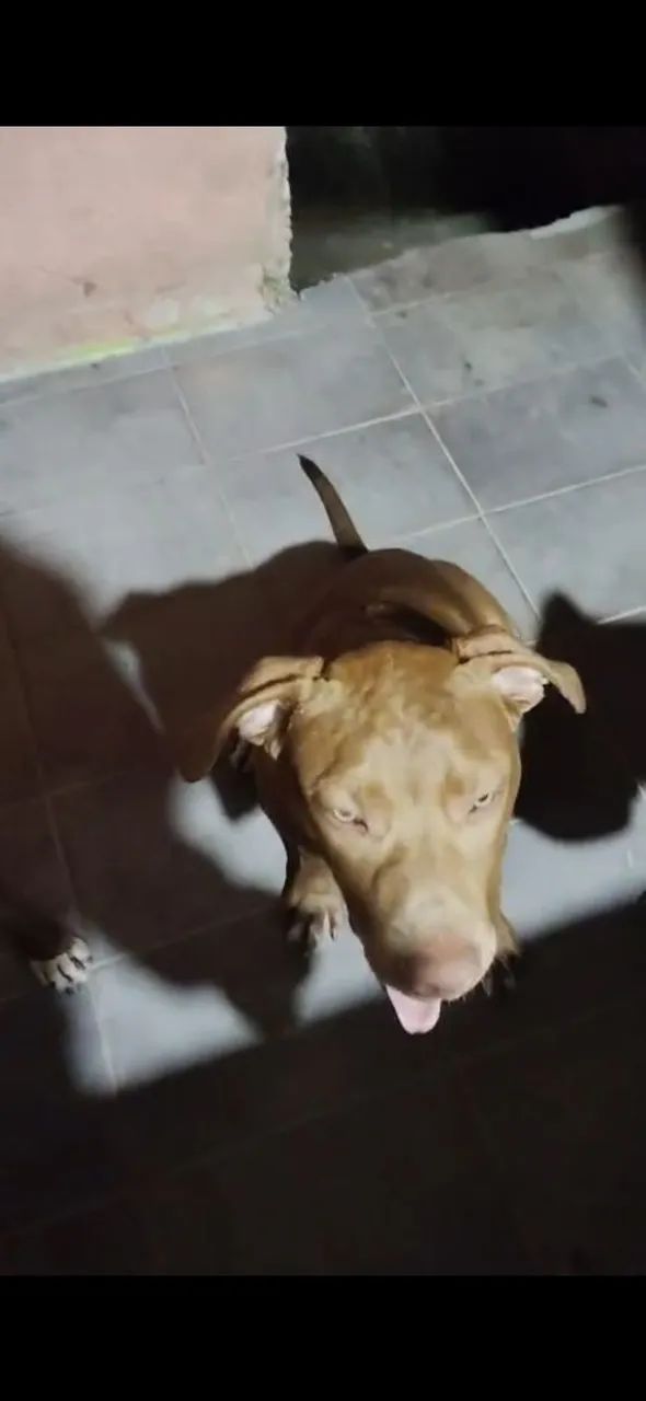 Pitmoster  - Foto 2