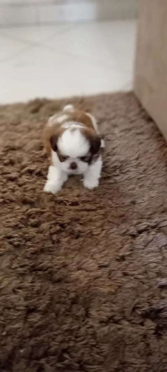 Mini Shin tzu . Eu tenho os filhotes mais lindos.  - Foto 3