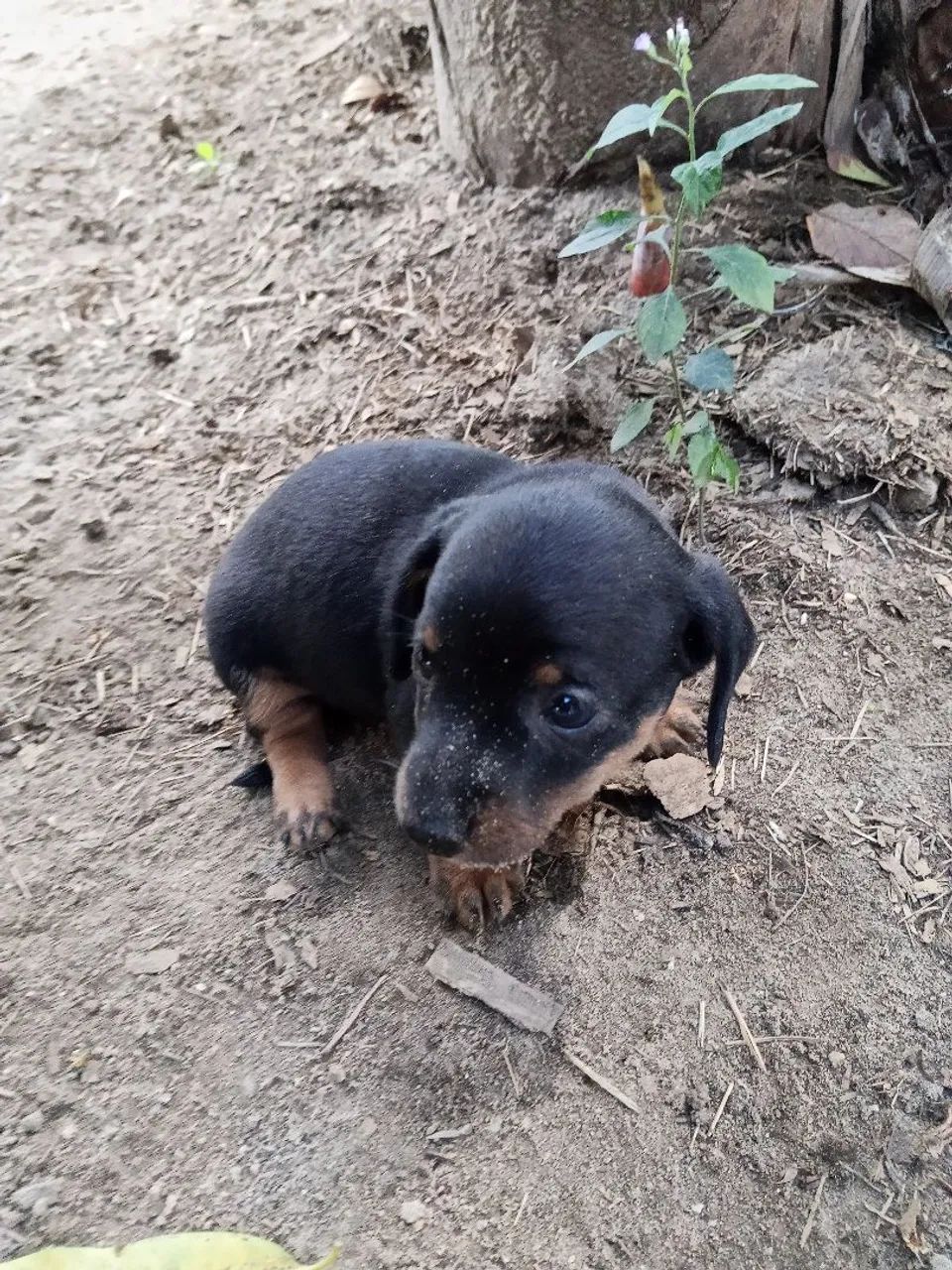 Cachorro  - Foto 4