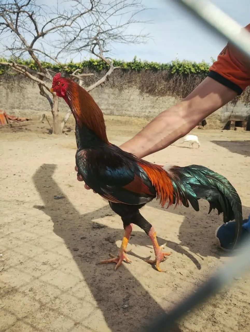 Vendo Galo Índio  - Foto 2