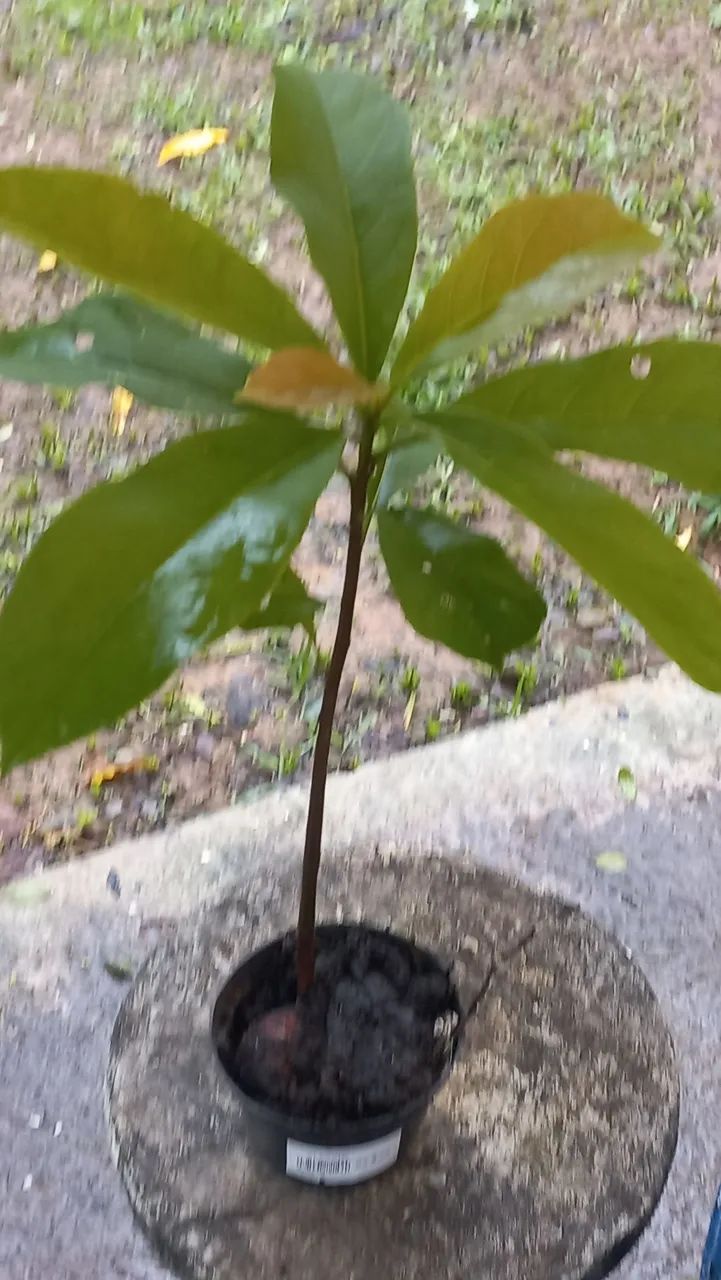 Mudas de abacateiro 
