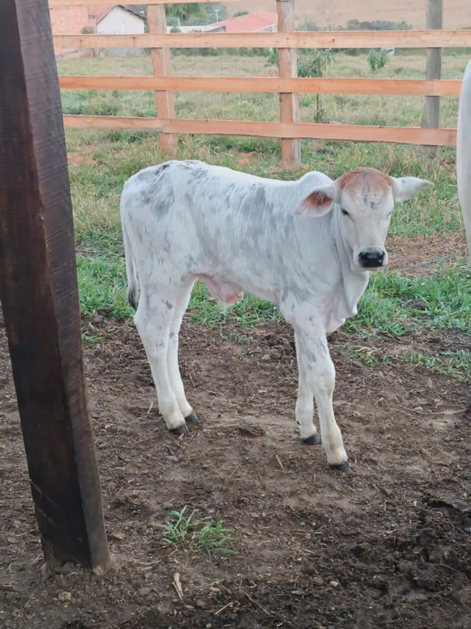 Vaca Nelore com bezerro  - Foto 2