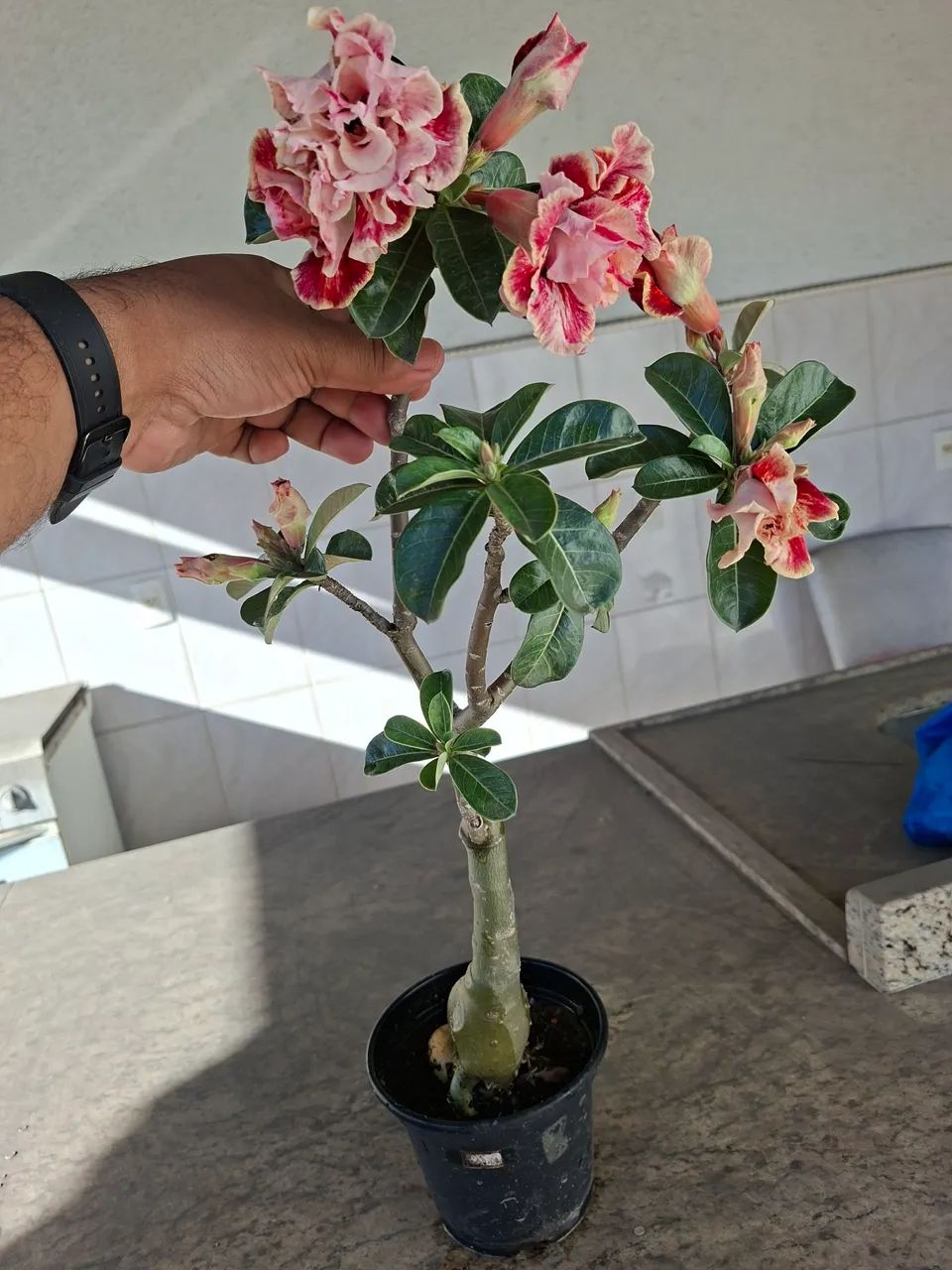 Rosa do deserto